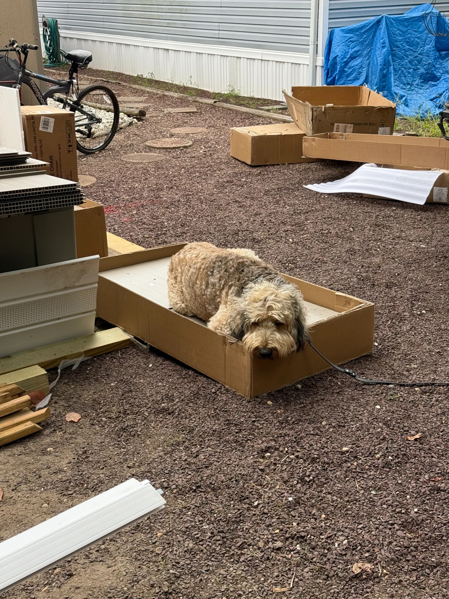 Rascal curled up in a cardboard box on the jobsite.