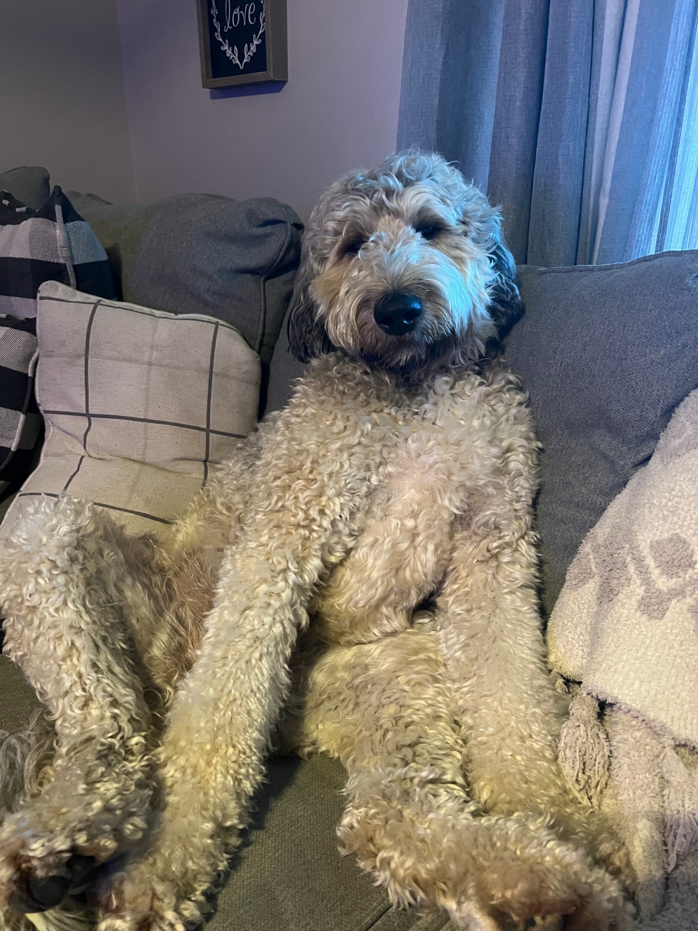 Rascal lounging on a couch and looking relaxed.