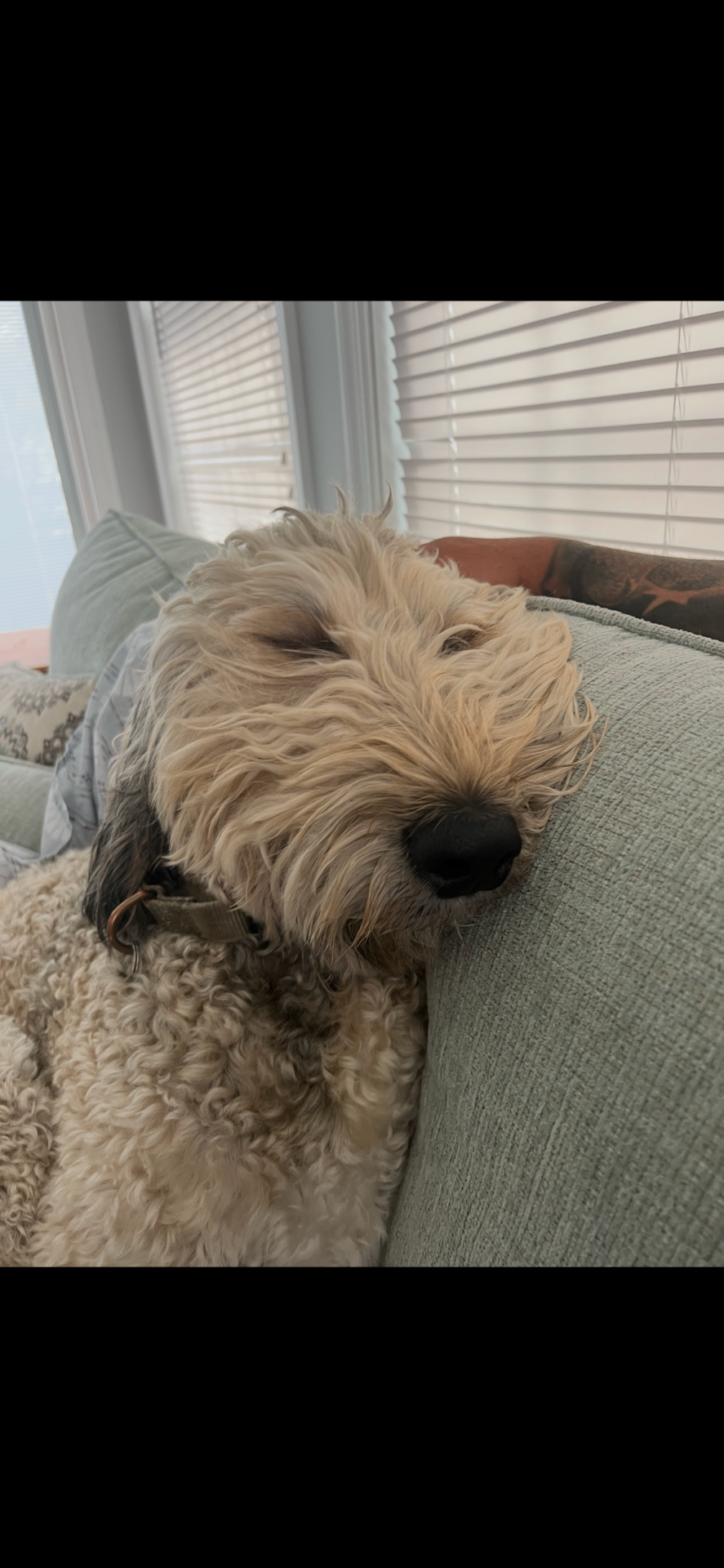 Rascal napping with his face resting on a couch cushion.