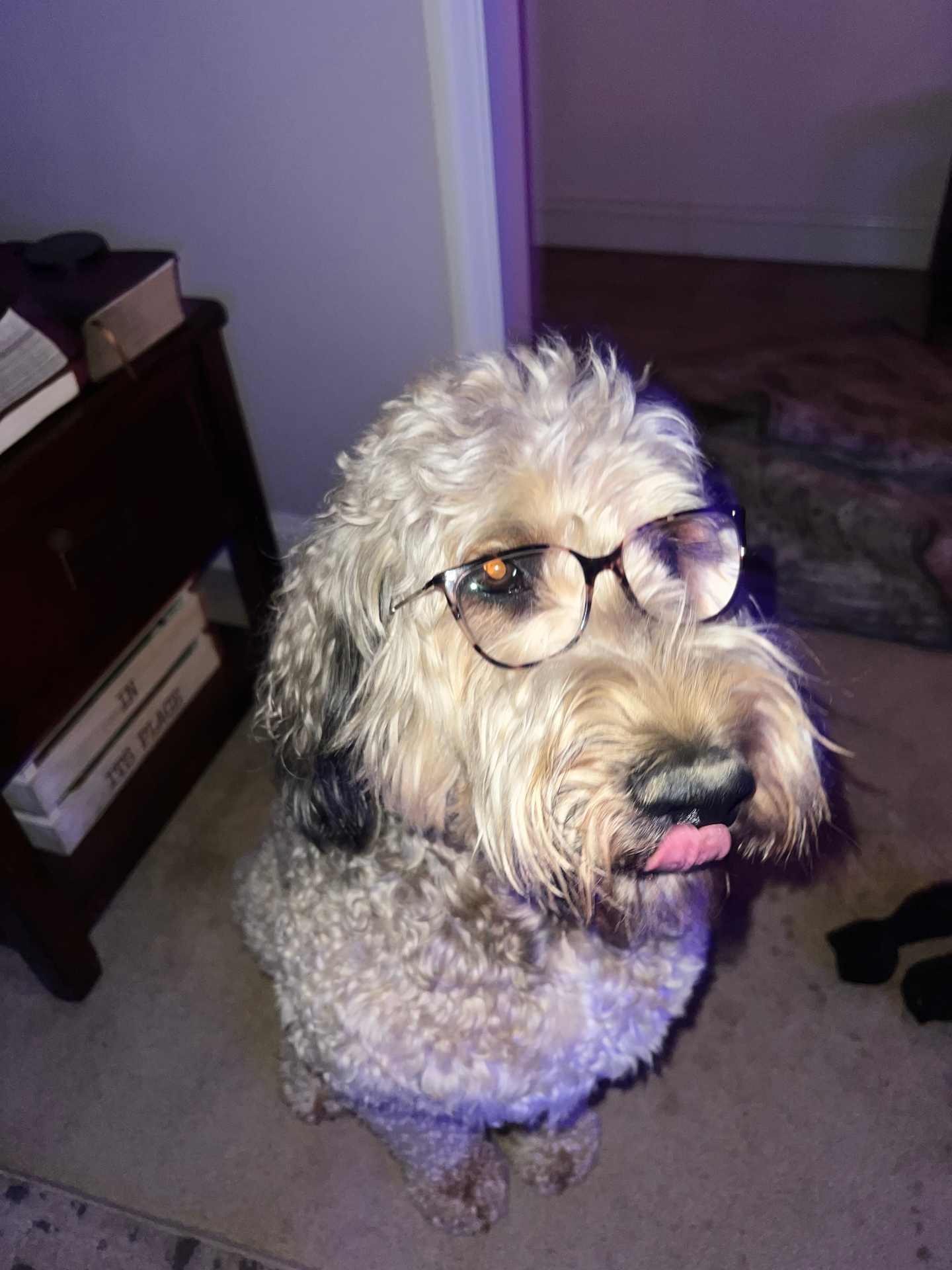 Rascal wearing glasses with his tongue out.