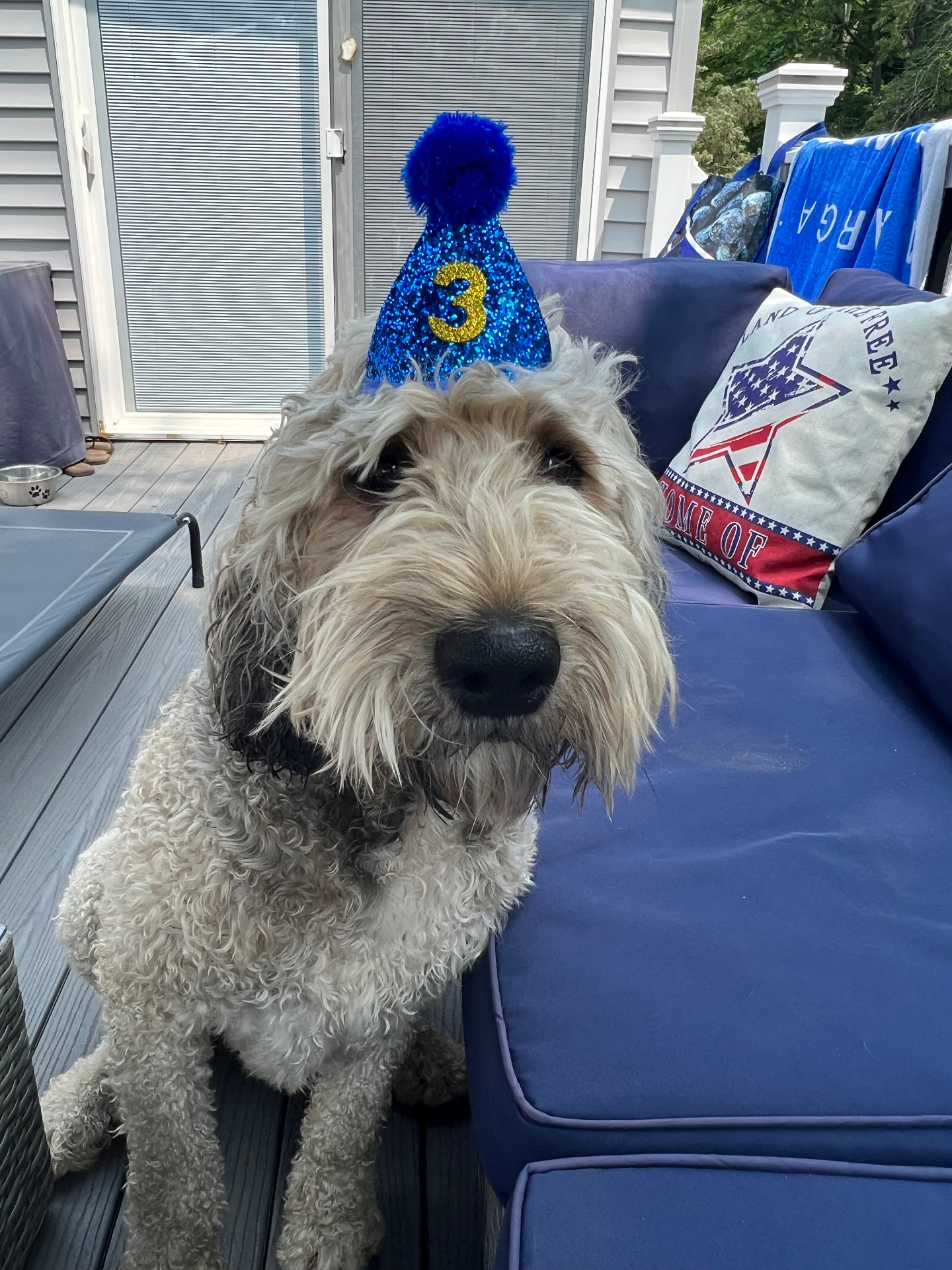 Rascal wearing a blue birthday hat with a number three on it.