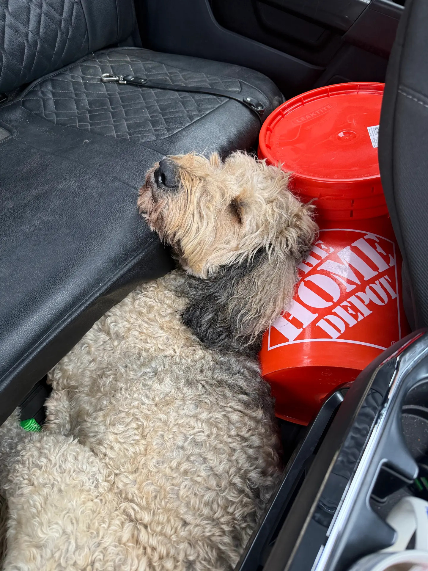 Rascal resting his head on the truck seat next to a Home Depot bucket.
